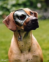 cyberdog.large.jpg
