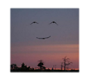 smile1.png