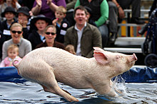 pigfly.jpg