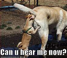 loldogfunnydogpicturesc.jpg