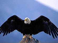 eagle.jpg