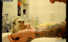 washingmyhedgehogp1.gif