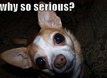 funny-dog-pictures-why-so-serious.jpg