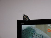 img_9599.jpg