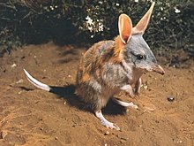 big-eared-bandicoot.jpg