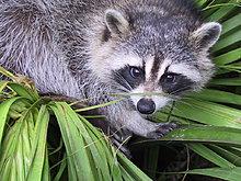 racoon.jpg