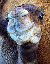 camel-smile.jpg