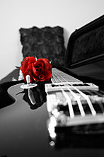 guitar-red-rose.jpg