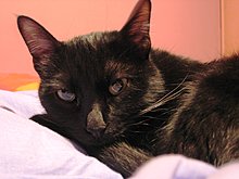 img_6250autocorect.jpg