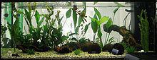 proiect_aquacris_v0.6b.jpg