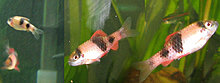name_this_fish.jpg
