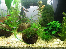 atacul_crinum_calamistratum.jpg