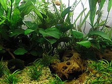stop_planta_mea.jpg