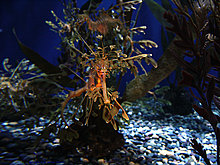 leafy_sea_dragon5.jpg