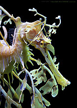 leafy_sea_dragon_qtrview.jpg