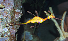 weedy_sea_dragon_3.jpg