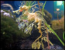 aquarium-sea-dragon-large.jpg
