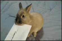 what-we-need-found-4chan-nice-guys-it_07c2f7_2303811.gif