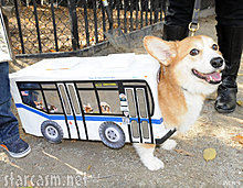 nyc_bus_dog_costume.jpg