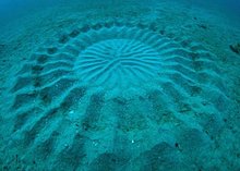 puffer_1.jpg