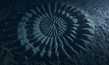 puffer_2.jpg