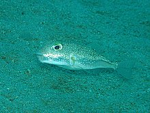 puffer_3.jpg