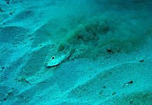 puffer_4.jpg