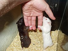 hamsteri13.jpg