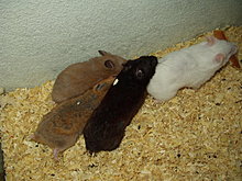 hamsteri36.jpg