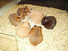 hamsteritze04.jpg