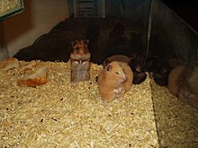 hamsteritze43.jpg