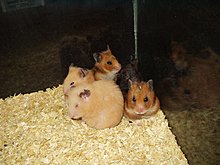 hamsteritze49.jpg