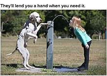 dogs_are_men_best_friend_02.jpg