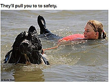 dogs_are_men_best_friend_07.jpg
