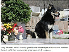 dogs_are_men_best_friend_15.jpg