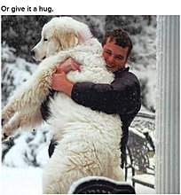 dogs_are_men_best_friend_17.jpg