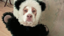 cute_dog.gif