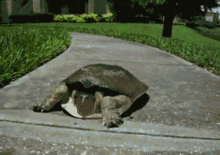 fast_turtle.gif