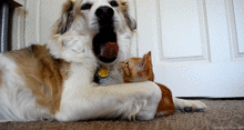 tongue_check.gif