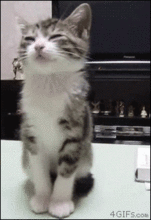 tumblr_mdo0xh0tm51qdlh1io1_250.gif