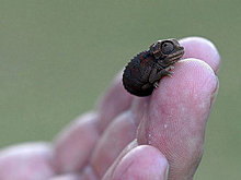 animal_babies_1.jpg