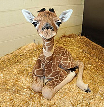 animal_babies_2.jpg