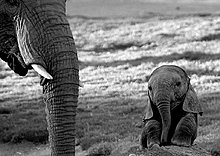 animal_babies_3.jpg