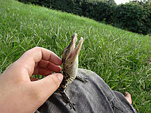 animal_babies_4.jpg