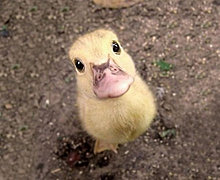 animal_babies_5.jpg