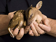 animal_babies_6.jpg