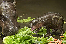 animal_babies_7.jpg
