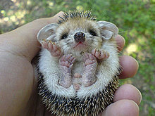 animal_babies_8.jpg