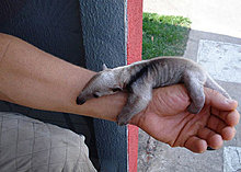 animal_babies_11.jpg