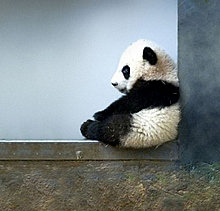 animal_babies_12.jpg